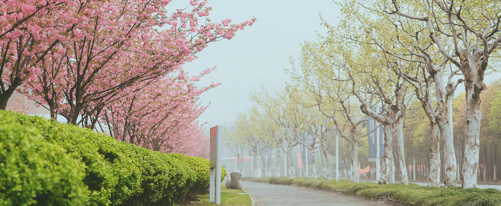 华东师范大学樱花路