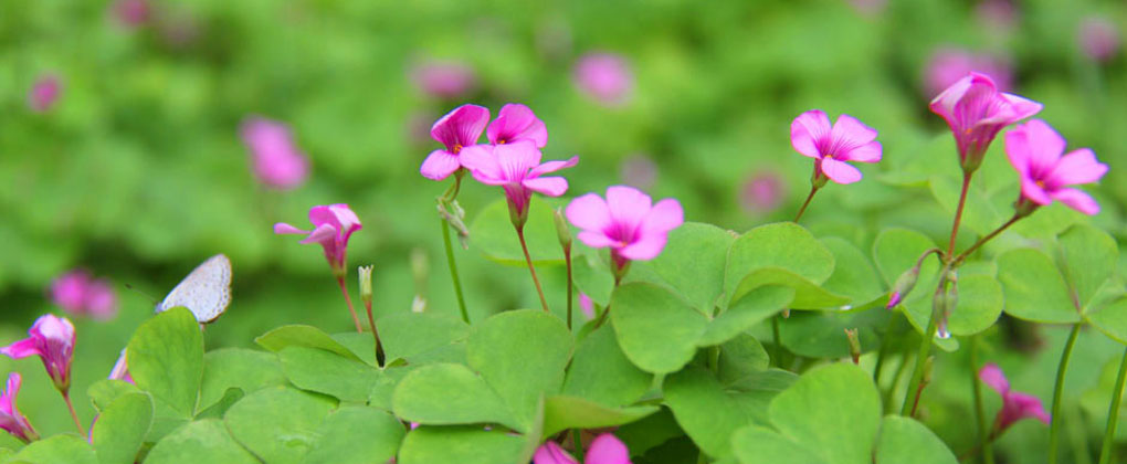 华东师范大学校园一角